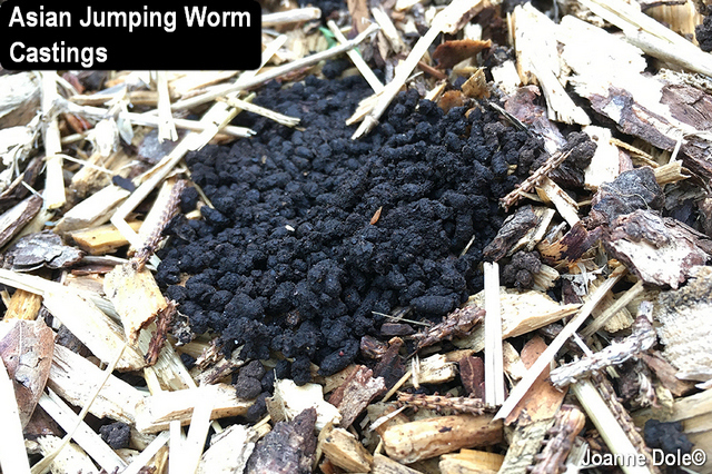 Asian jumping worms castings with text overlay